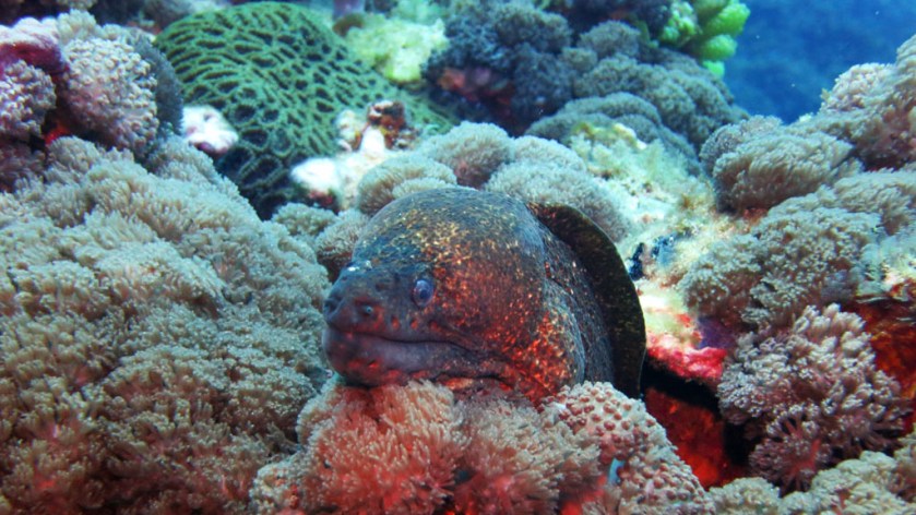 DAN destination blog Lord Howe Island an adventure playground for scuba divers