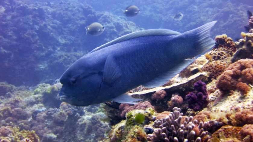 DAN destination blog Lord Howe Island an adventure playground for scuba divers
