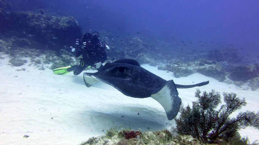 DAN destination blog Lord Howe Island an adventure playground for scuba divers