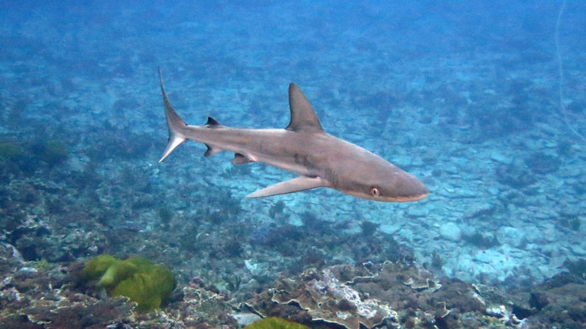 DAN destination blog Lord Howe Island an adventure playground for scuba divers