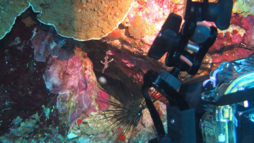 Sustainable diving come out with your hands up at Richelieu Rock diving Andaman Sea Diveplanit