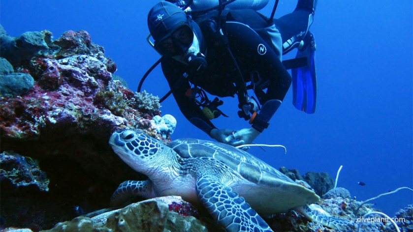 Diving with turtles Dive guide hovers over a turtle diving Gili Islands Lombok Indonesia Diveplanit 5360