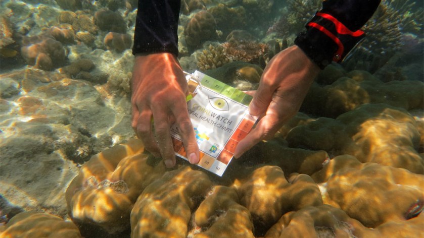 Sustainable diving includes getting involved CoralWatch Health Chart scuba diving Hardy Reef Whitsundays Queensland Australia Diveplanit