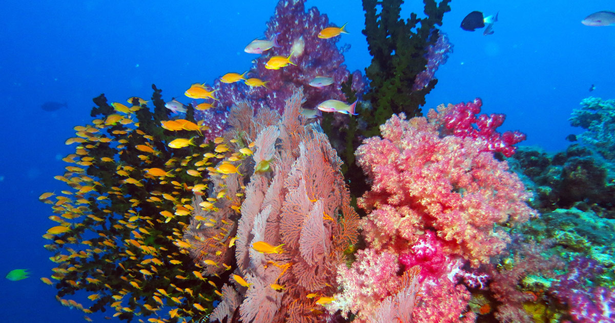 Fiji Friday – Have you dived&nbsp;Vatu-I-Ra?