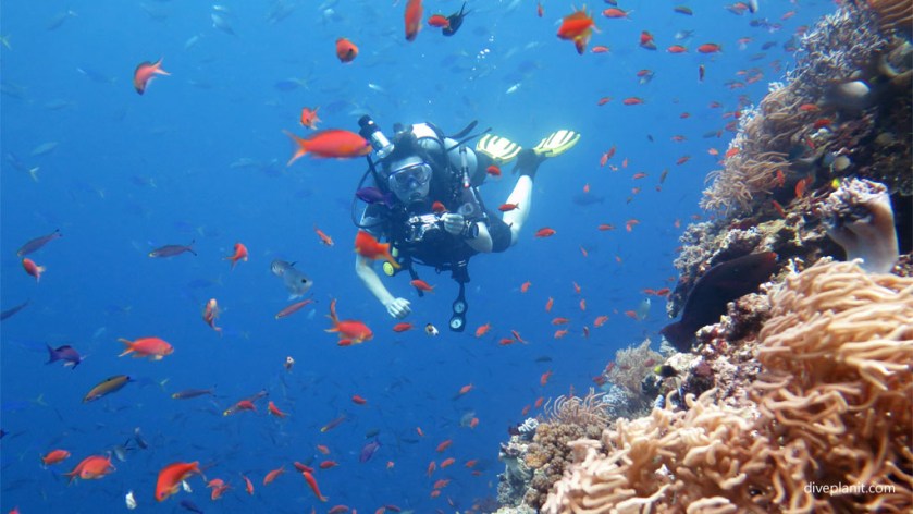 Fiji Friday Feature Diver in reef fish at Wheatfields diving Vatu I Ra with Volivoli Diveplanit 0648