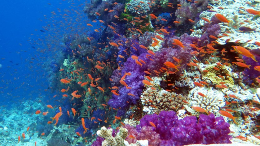 Fiji Friday Feature Reef scene in blue with orange anthias at Instant Replay diving Vatu I Ra with Volivoli Diveplanit 0956
