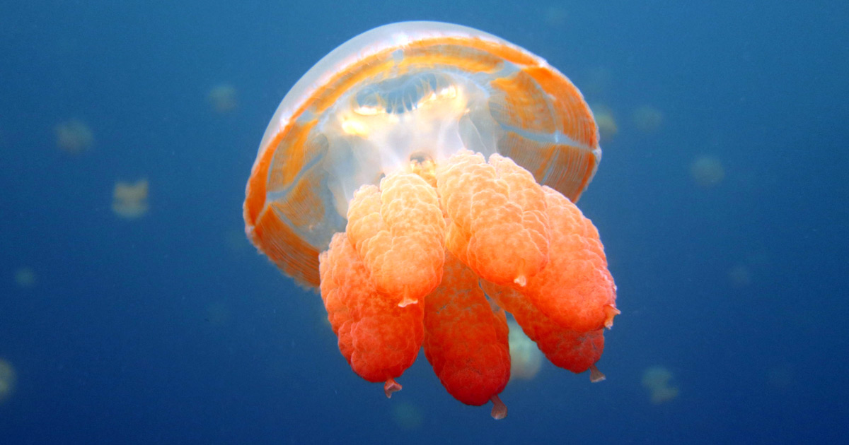 Lots of jellyfish in jellyfish lake in Koror Paul Diveplanit