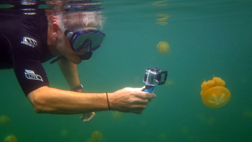 Lots of jellyfish in jellyfish lake in Koror Paul Diveplanit