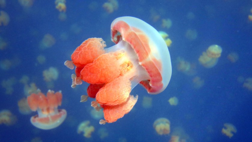 Lots of jellyfish in jellyfish lake in Koror Paul Diveplanit