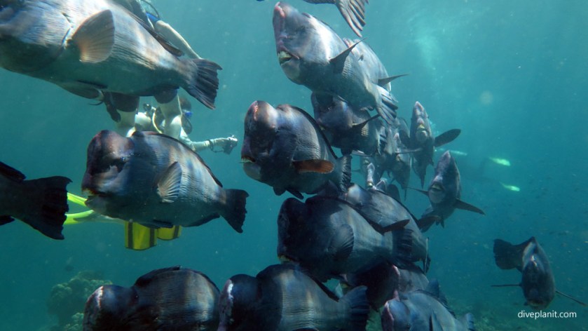 Bumphead parrotfish coming thru at Turtle Patch diving Sipadan Malaysia by Diveplanit