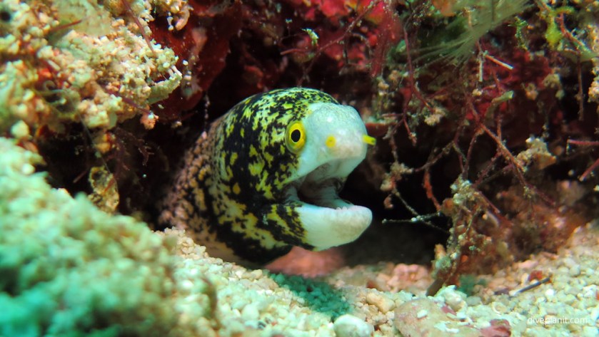 Snowflake eel speaks at Lobster Wall diving with Scuba Junkies Mabul by Diveplanit