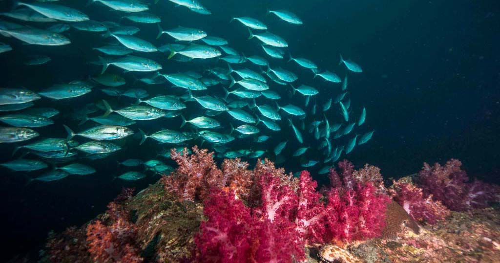 Koh Ha: Thailand’s royal dive&nbsp;destination