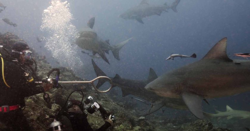 Bega Lagoon Shark Dive Heather Sutton