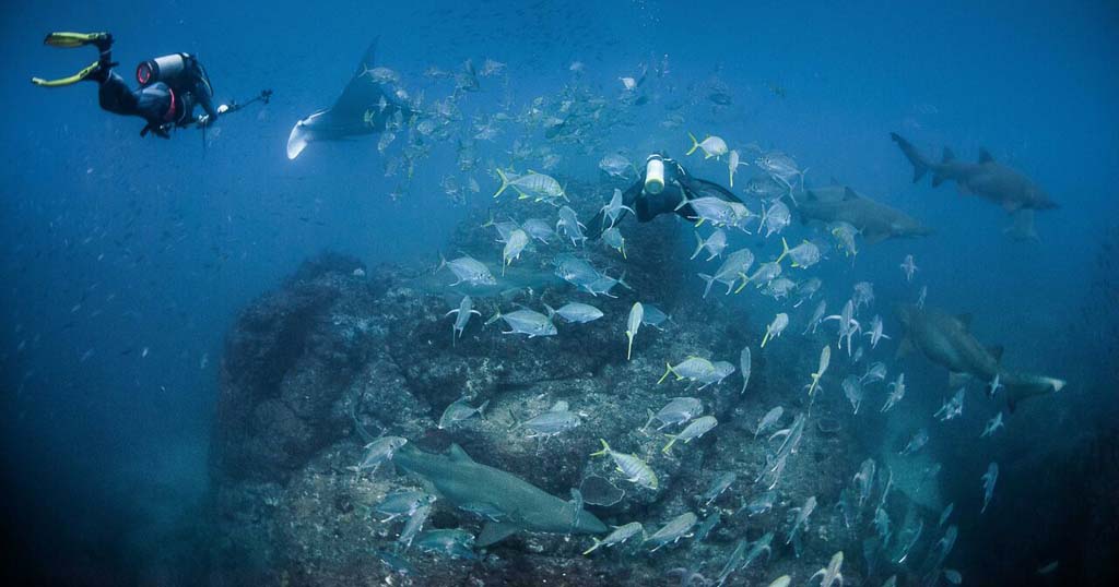Wolf Rock, Australia’s new favourite pelagic dive&nbsp;experience
