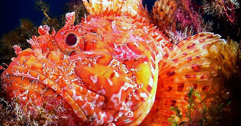 A Sample of Recent Asia-Pacific Diving&nbsp;Incidents